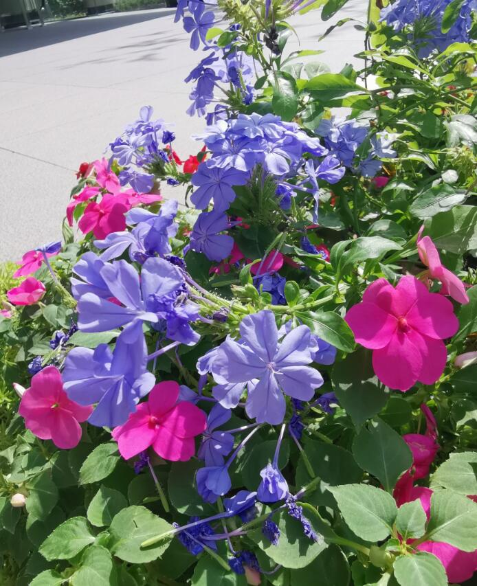 二甲基環(huán)己胺 cas 3030-47-5 dmcha n,n-二甲基環(huán)己胺