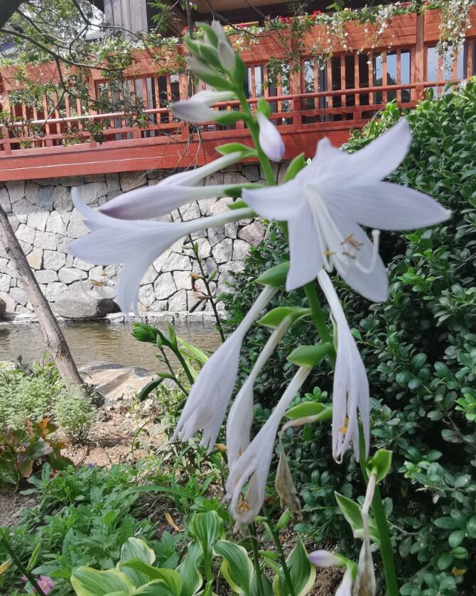 雙（二甲氨基丙基）異丙醇胺cas 67151-63-7