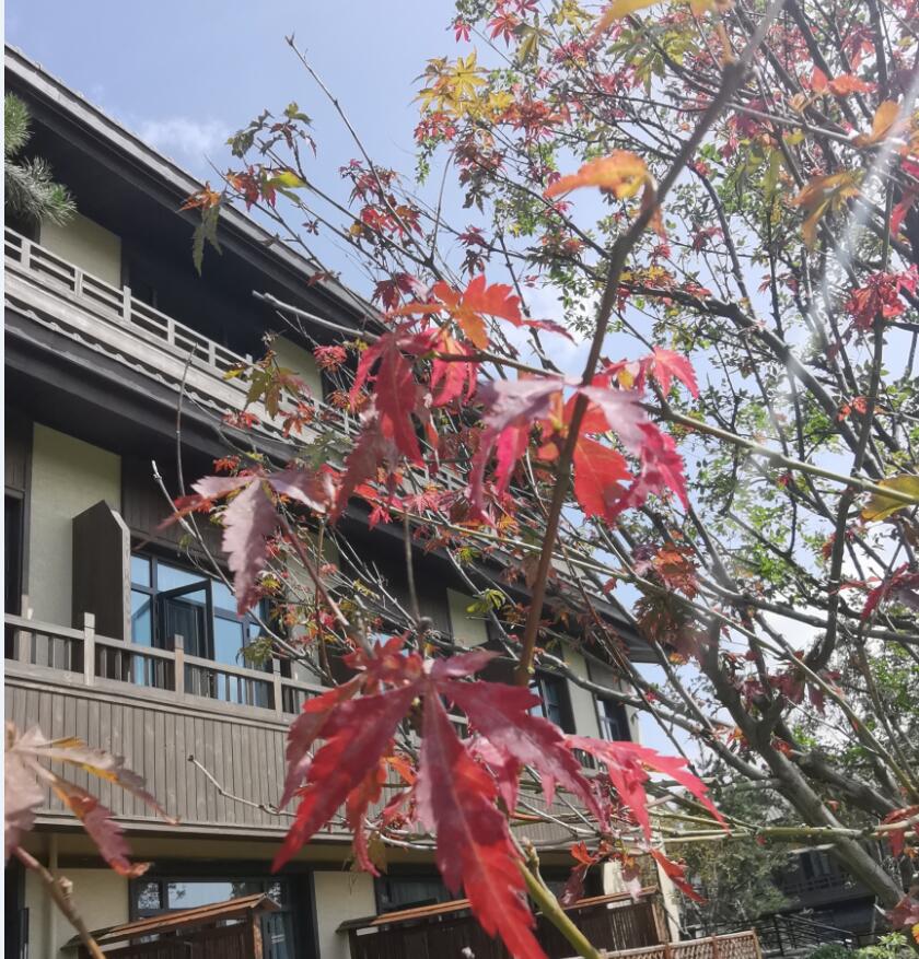 甲基二環己胺n-甲基二環己胺 cas 7560-83-0